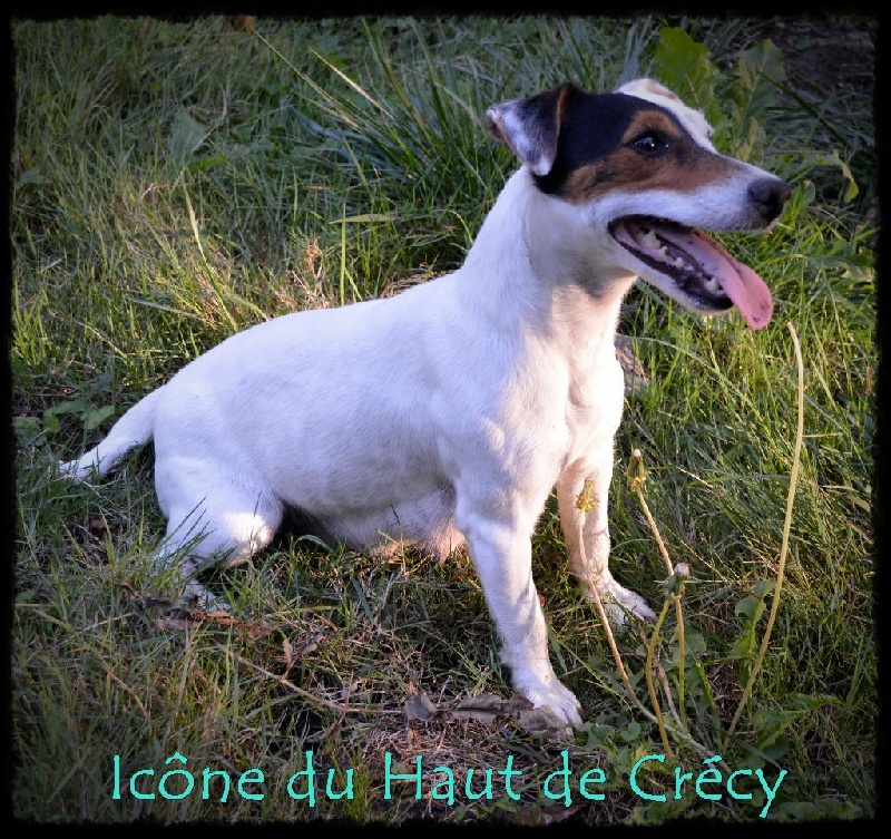 Icône Du haut de crecy